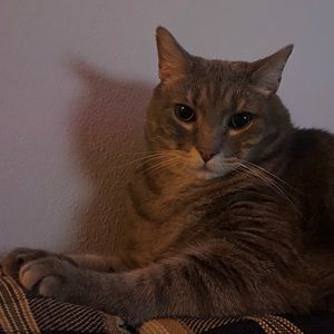 Meet your Posher, Sapphicfairies